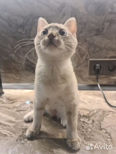 Отдам котенка в добрые руки
