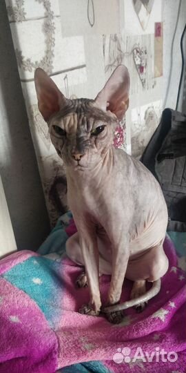 Кошка сфинкс бесплатно