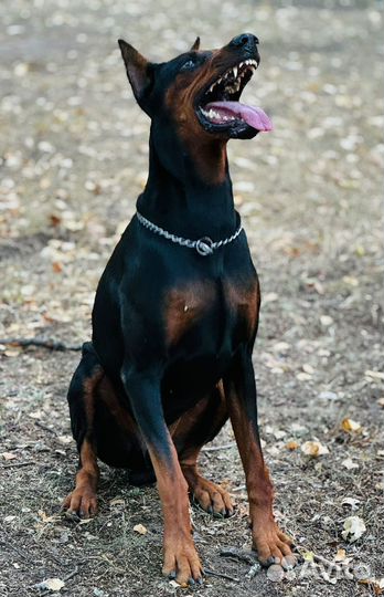 Щенки добермана