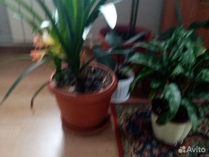 Продам цветы разные