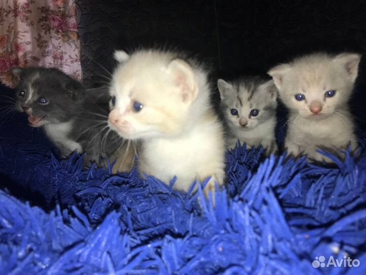 Шотладские котята