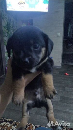 Собаки бесплатно в добрые руки щенки