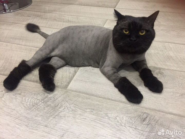 Грумер выезд на дом