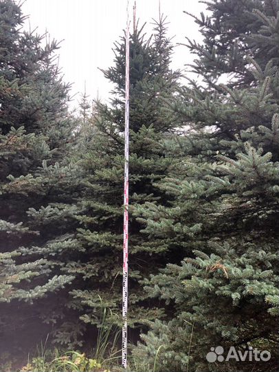 Ель зеленая обыкновенная саженцы, крупномеры