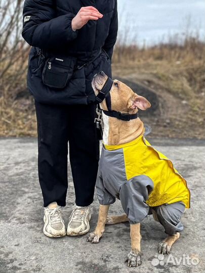 Дрессировка собак