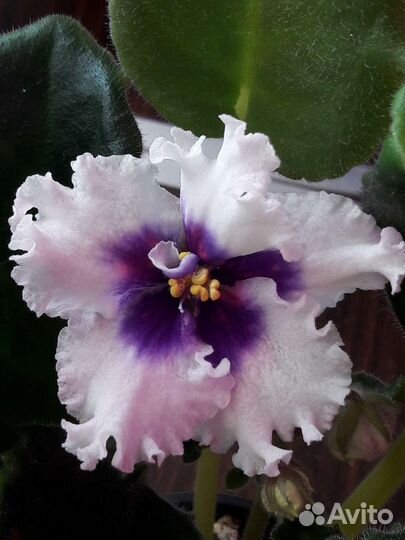 Цветущие необычные сенполии