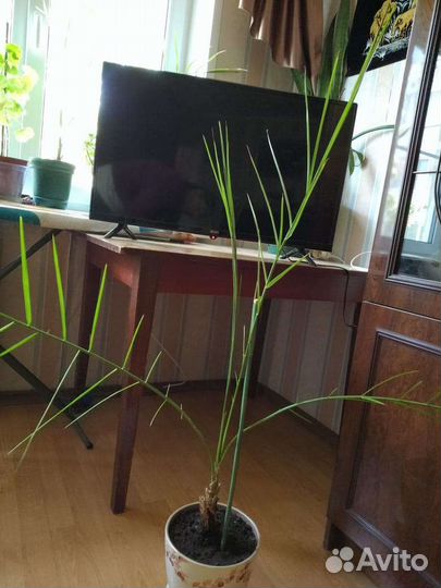 Комнатные растения