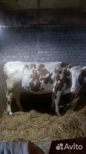 Корова стельная дойная