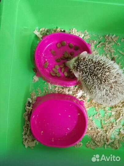 Африканский ёжик декоративный