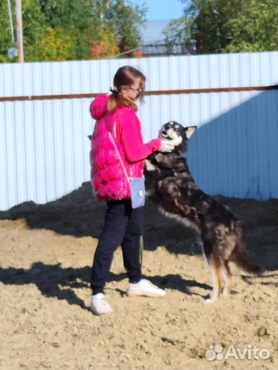 Собака в добрые руки