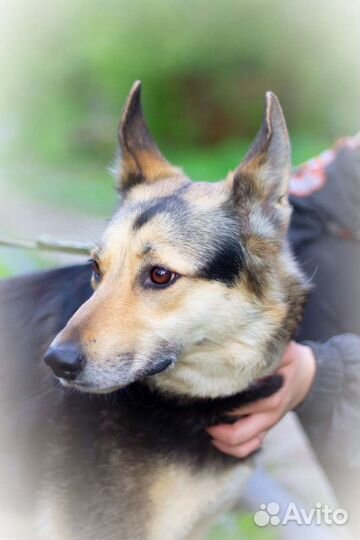 Харизматичная Мышка ищет дом