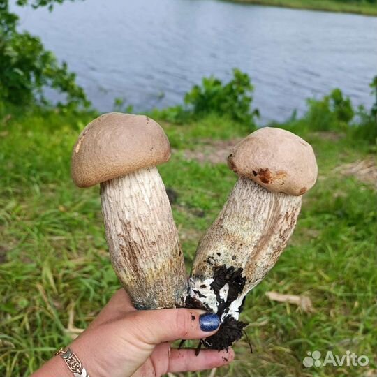 Грибы маринованные, сушёные. Опята, подосиновики