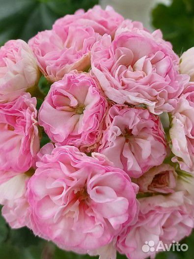 Пеларгония герань