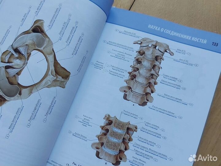 Анатомия человека 1 и 3 том