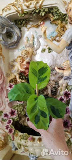 Калатея тайский сорт Еллоу Фьюжен