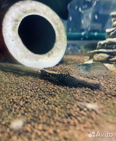 Сомики анциструсы