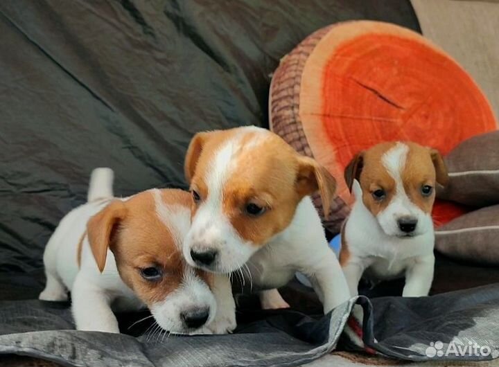 Щенки/Мини Джек Рассел терьер