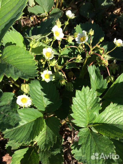 Клубника рассада с доставкой