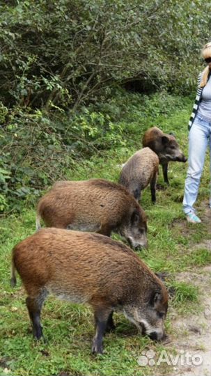 Экскурсия на Куршскую косу с гидом