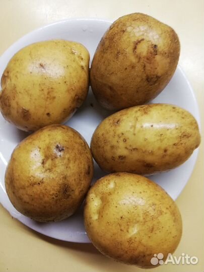 Продам 10 литров, сорт Голландский