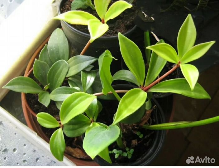 Пеперомия, Бегонии 3 вида и Шлюмбергера