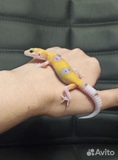 Гекконы эублефары