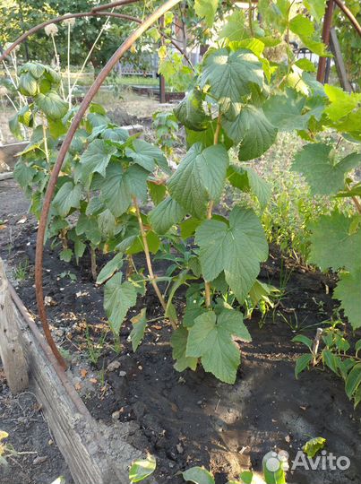 Саженцы черной смородины 150