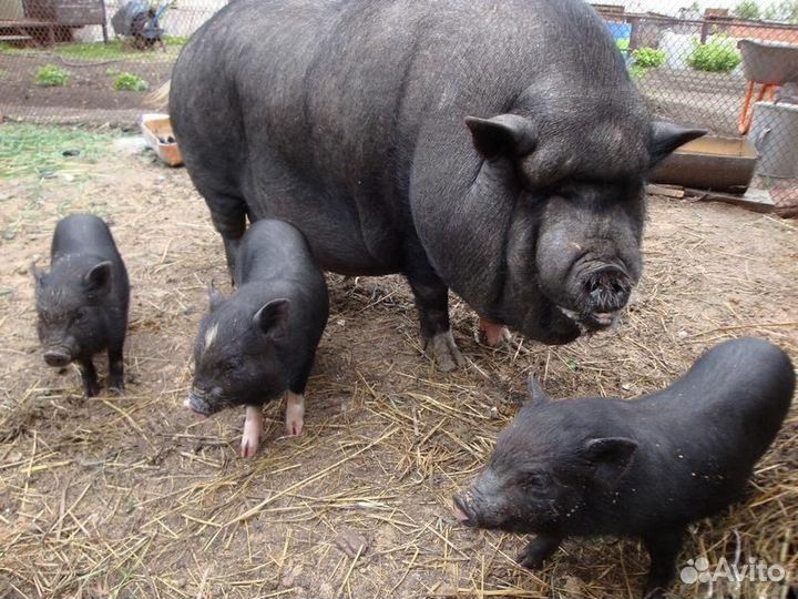 Вьетнамск вислобрюхий поросенок