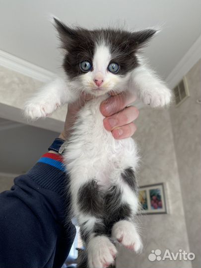 Милые котята в добрые руки