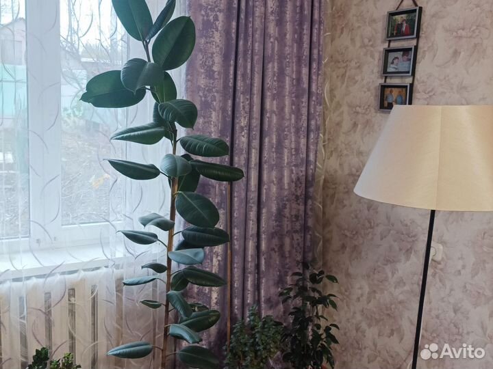Фикус с горшком