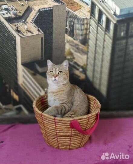 Кошка в добрые руки