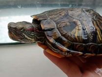 Красноухая черепаха с аквариумом бесплатн�о