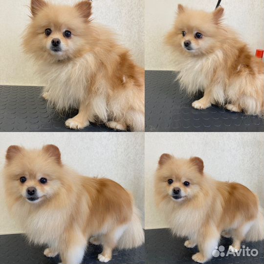 Стрижка грумминг собак