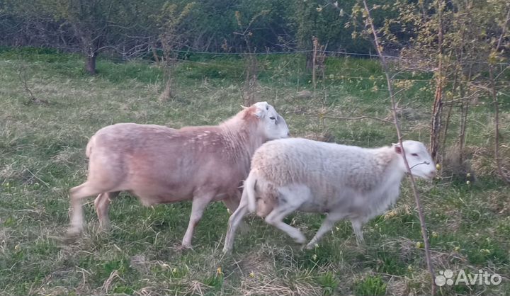 Катумский бараны