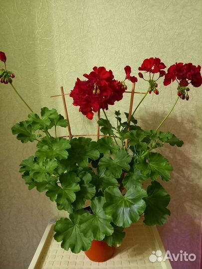 Пеларгония,цветущие кампанулы
