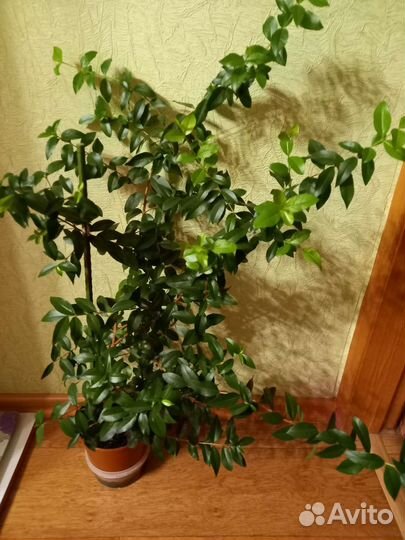 Мирты (2 вида) Спатифиллум Джемини