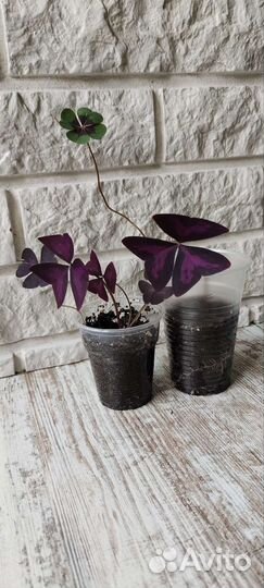 Кислица оксалис, Iron cross