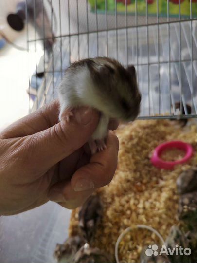 Джунгарский хомяк