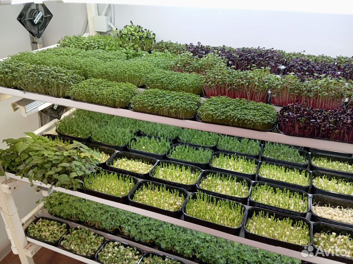 Микрозелень,проростки Маш,ростки овес для животных