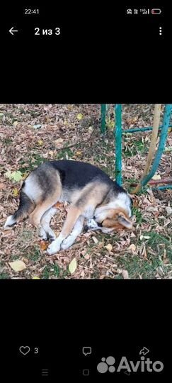 Собака ищет дом