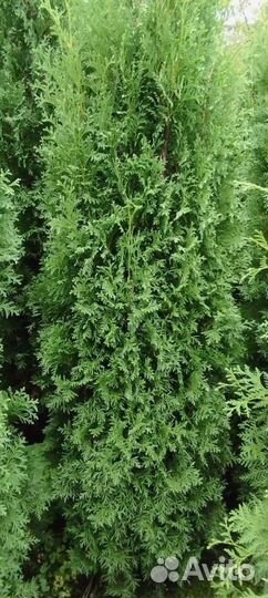 Туя западная Колумна 2.0-2.2 - 3900
