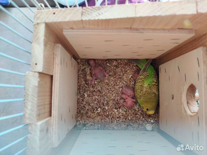 Волнистый попугай ручной