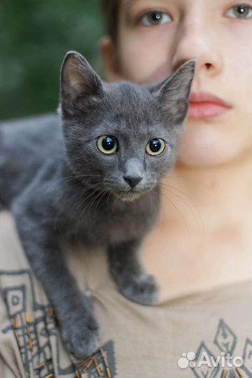 Русская голубая