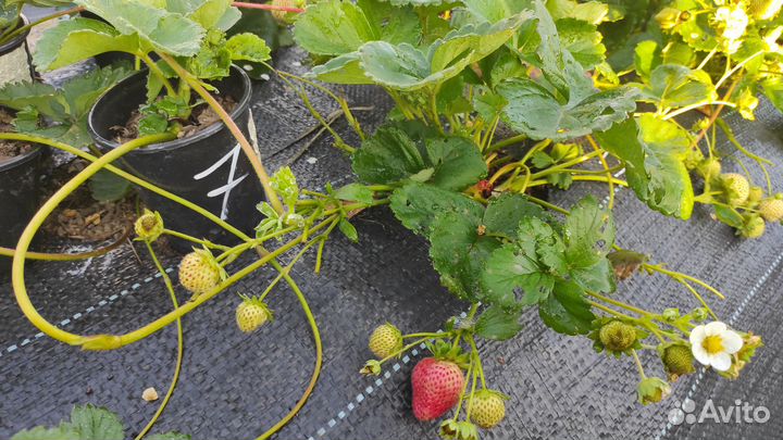 Земляника садовая (клубника)