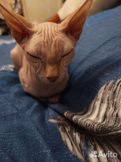 Кошки донской сфинкс