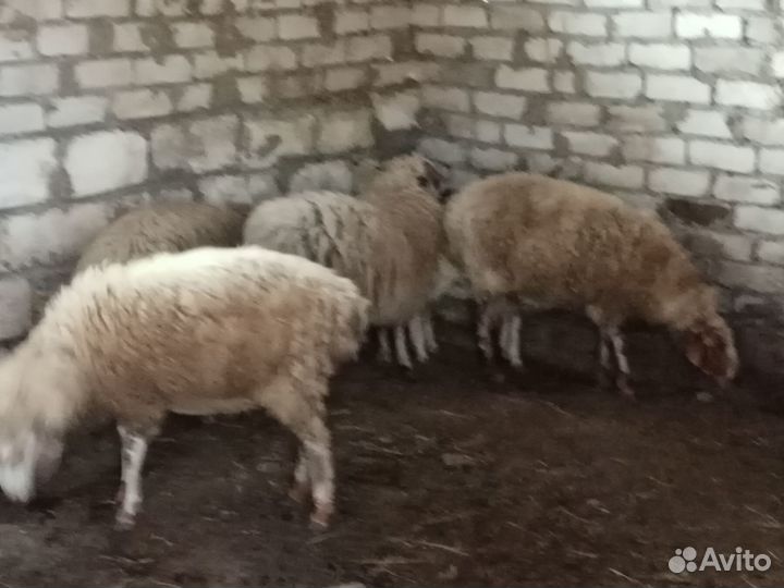 Продаются овцы, бараны