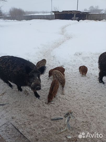 Дикие кабаны