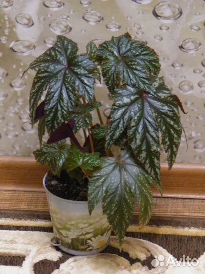 Бегония грифон