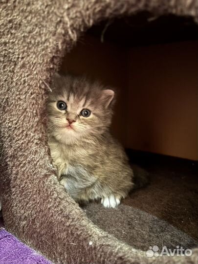 Шотландские вислоухие котята