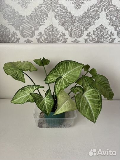 Сингониум баттерфляй / комнатный цветок